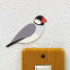 Ļ 顼륹ƥåBIRD LIFE Color֥祦顼()ۥѥ˥С Ļ ʸĻ å ưʪ ˥ޥ Ļ   Wall Story 륹ȡ꡼