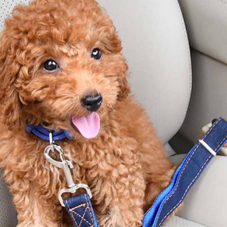 �ں�û����ȯ�������ѥ����� �� �� �ɥ饤�� �ڥå��ѥ����ȥ٥�� �ڥå����� �������������꡼ �꡼�� �ڥå� �ڥåȥ����� �ɥå������� �����ȥ٥�� �����ѥ꡼�� ���ѥ����ȥ٥�� ���� ��