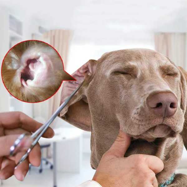 犬 ヘア アクセサリー ペット クリーニング 猫 犬 体 止血 ヘアクリップ クリーニング