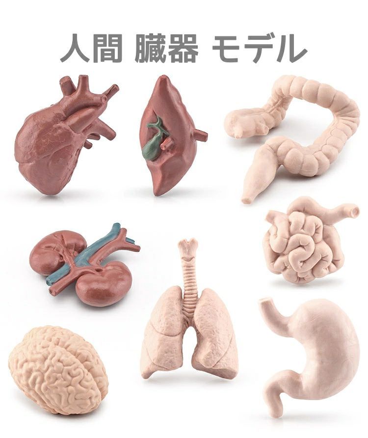 リアル立体人体 視覚触覚学習 医学教育 教育ツール 解剖学モデル キット 科学教育 生命科学 生物学 解剖学教室 幼児児童教育 教育サポート 身体 リアルモデル サイエンス 健康教育 人体学模型 8個人間臓器モデル模型