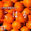 【送料無料】こはる（小玉青島みかん）4.5kg