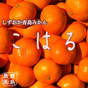 【送料無料】こはる（小玉青島みかん）4.5kg