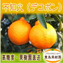 【送料無料】不知火(デコポン)【5kg】