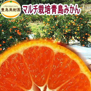 静岡みかんマルチ栽培青島みかん　5kg【楽ギフ_のし】【送料無料】【農園直送!】