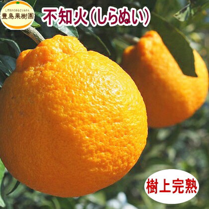 【送料無料】不知火【4.5kg】（L~2L)