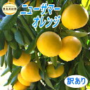 ニューサマーオレンジ【B】4.5kg 9kg【送料無料】【訳あり】日向夏小夏静岡産農園直送