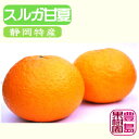 みかん 【送料無料】スルガ甘夏　4.5kg