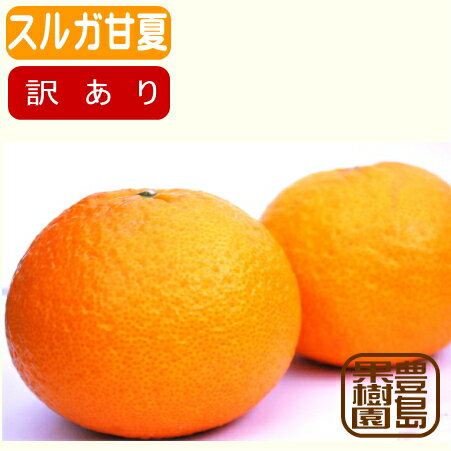 【送料無料】【訳あり】スルガ甘夏（B）4.5kg