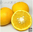 【送料無料】スルガ夏柑 4.5kg9kg甘夏スルガ甘夏するが甘夏静岡特産農園直送