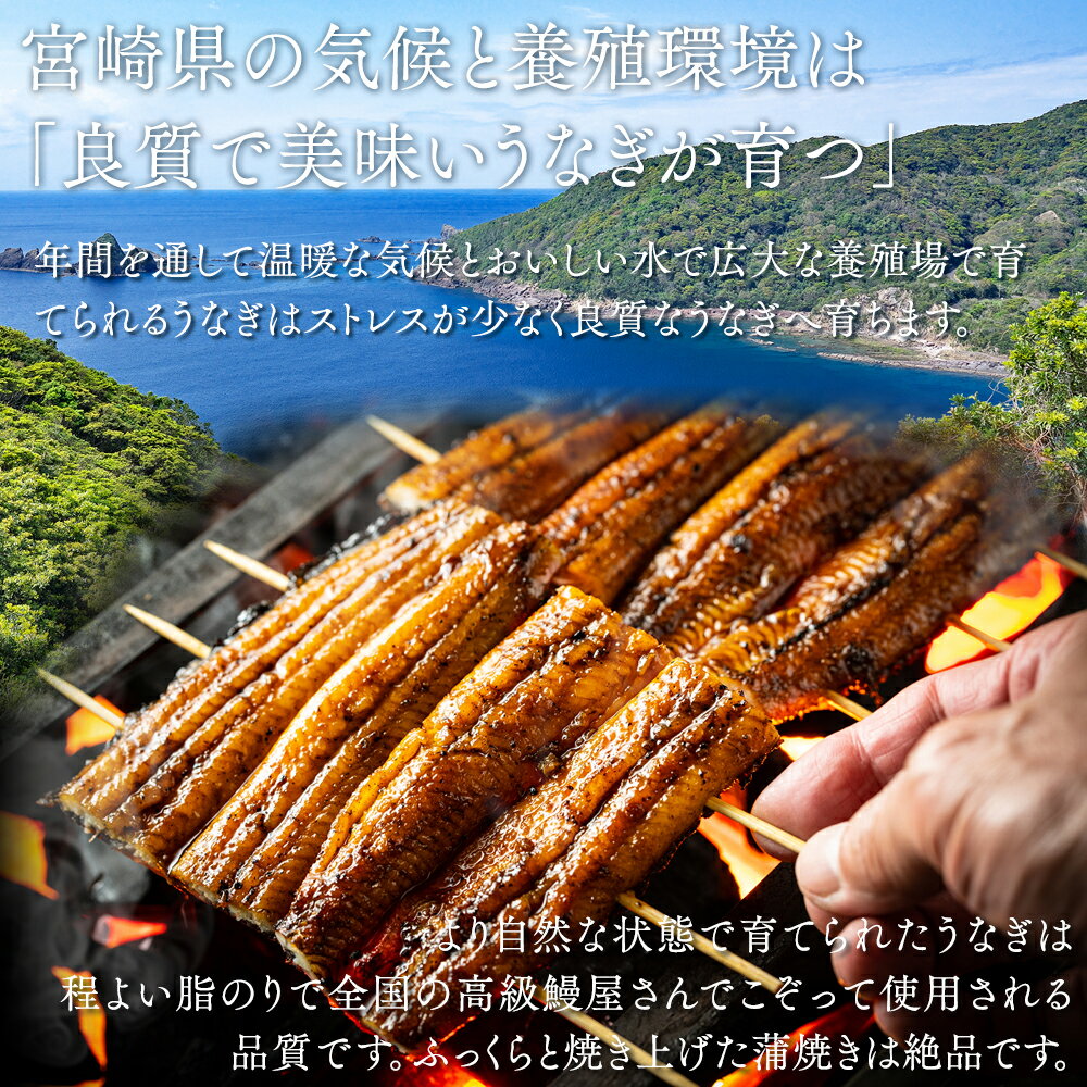 うなぎ 蒲焼 国産 宮崎県産 タレ山椒付き 120g 2尾 鰻 冷凍便 土用丑の日 誕生日 お中元 お礼 内祝 父の日 ギフト 詰め合わせ 食べ物 鰻 蒲焼 夏バテ 防止 対策 送料込み 2