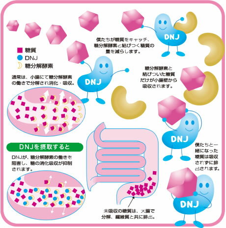 くわの葉　群馬県産100％使用桑の葉 桑の葉【国産】【100％】【ビタミン】【食物繊維】【ミネラル】【茶葉】【まるごと】【パウダー】【微粉末】【ノンカフェイン】【健康維持】【健康茶】【ダイエット】