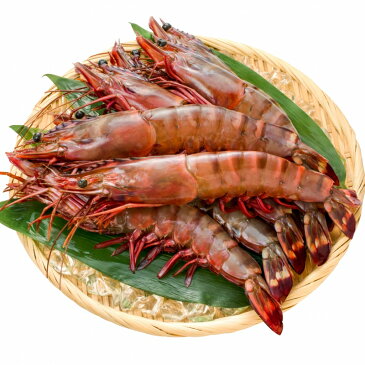 送料無料 シータイガー 16尾 約30cm 1.5kg×2箱 天然 特大 超特大 エビ えび 海老 加熱用 冷凍 BBQ バーベキュー 冷凍海老 ジャンボ エビフライ 海老フライ 天ぷら 巨大 築地市場 豊洲市場 業務用 ギフトrn