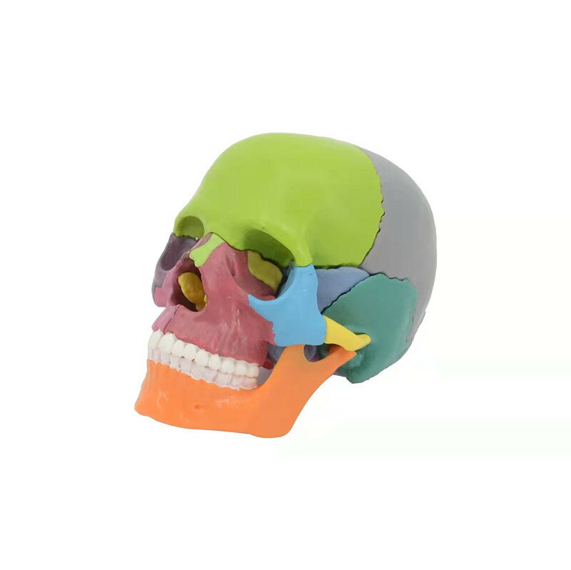 人体解剖学用 カラー頭骨モデル 1:2スケール 15分解パーツ 着脱式 医学教育用 精密再現 人体模型 頭蓋骨模型 脳頭蓋 顔面骨 構造理解向け 医療 教育 研修 解剖学学習 歯学 看護 学校教材 立体教材 教育用モデル 観察 分解 組立対応 専門学習向け 高再現度 頭部模型