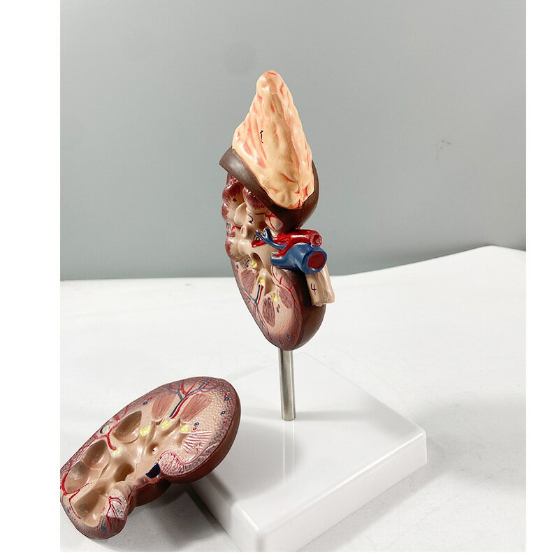 人体解剖学 腎臓モデル 2倍拡大サイズ 副腎付き 精密再現 泌尿器科 医学教育用 立体解剖模型 腎臓構造 糸球体 腎盂 血管構造 表示可能 着脱式パーツ 医療研修 学校教材 看護 医学部 教育用モデル