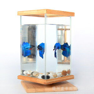 水槽 アクアリウム金魚鉢 卓上 AQUARIUM すいそう おしゃれ 小型水族館 かわいい オブジェ ガラス 四角 長方形 金魚 メダカ 熱帯魚（※中身は付いてきません。別途お買い求めください。）