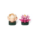 「8/1〜6限定先着で最大2000円OFFクーポン」プラントコレクション 多肉植物セット1 トイザらス限定