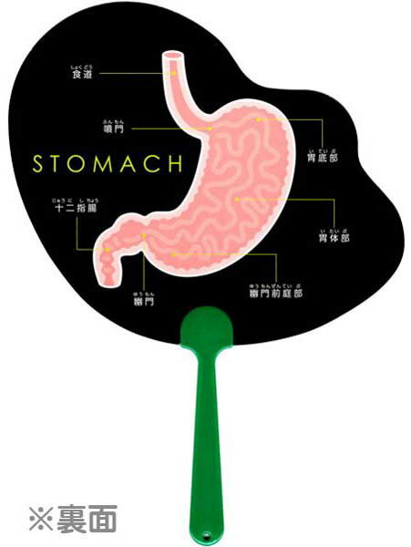 【うちわ】【メール便可】人体うちわ 胃【おもちゃ グッズ おもしろ雑貨 リアルイラスト 理科 人体解剖 イベント 縁日 お祭り 景品 ノベルティー 部位 名称 教材 学習 内臓 エンスカイ プレゼント ギフト 小学生 中学生 男の子 女の子 ホラー ハロウィン】