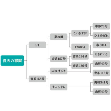 全国送料無料 青森県産「青天の霹靂」10kg（5kg×2袋）【新生活】