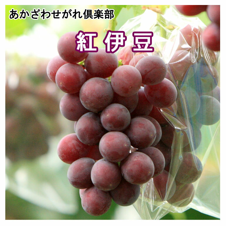 紅伊豆 「あかざわせがれ倶楽部」べにいず ベニイズ ぶどう 赤沢 岩手紫波町のサムネイル