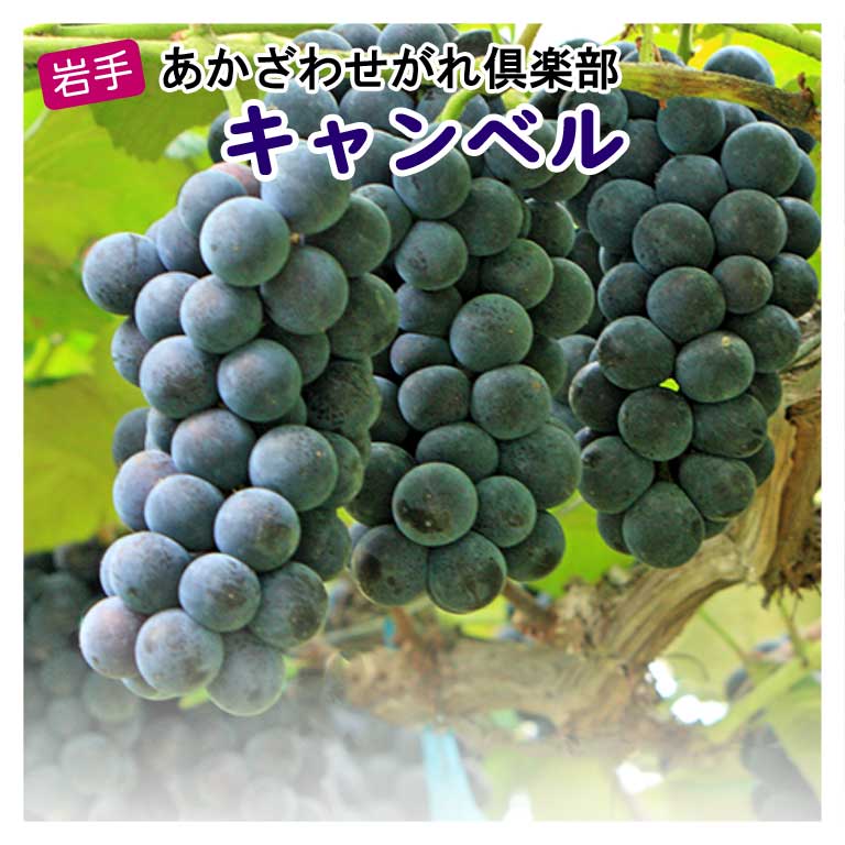 キャンベル　「あかざわせがれ倶楽部」きゃんべる キャンベルアーリー 黒ぶどう ぶどう ぶどう 赤沢 岩手紫波町のサムネイル