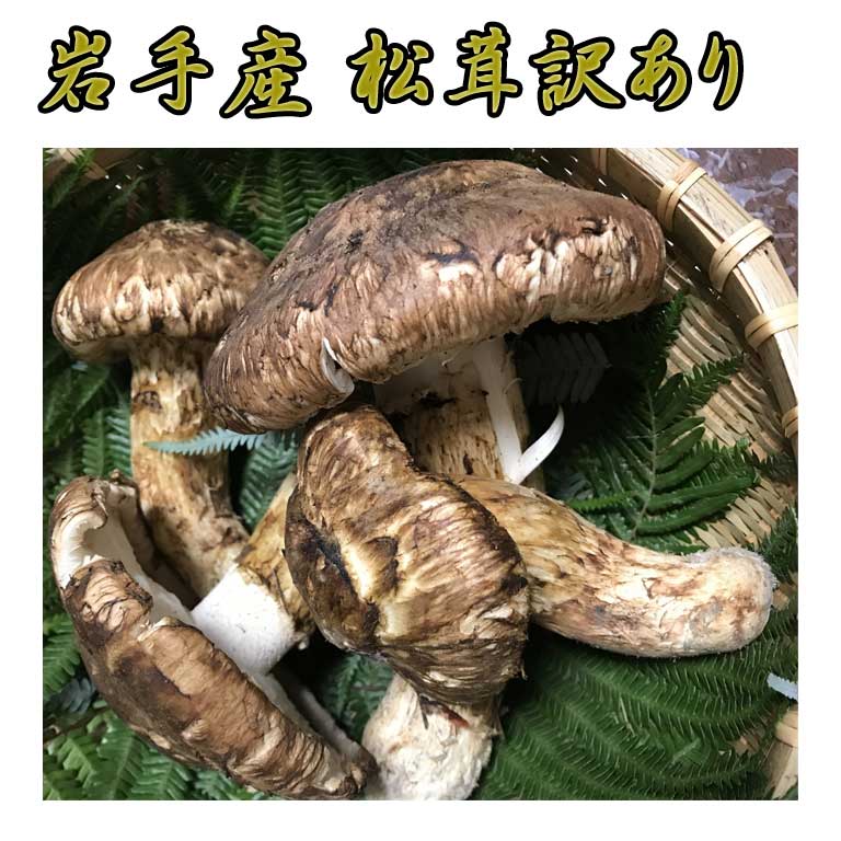 岩手産 松茸 訳あり約400g 毎朝の競によって仕入れている為、価格変動があります。まつたけ マツタケ 国産まつたけ 松茸ひらき 開き 裂け 割れ