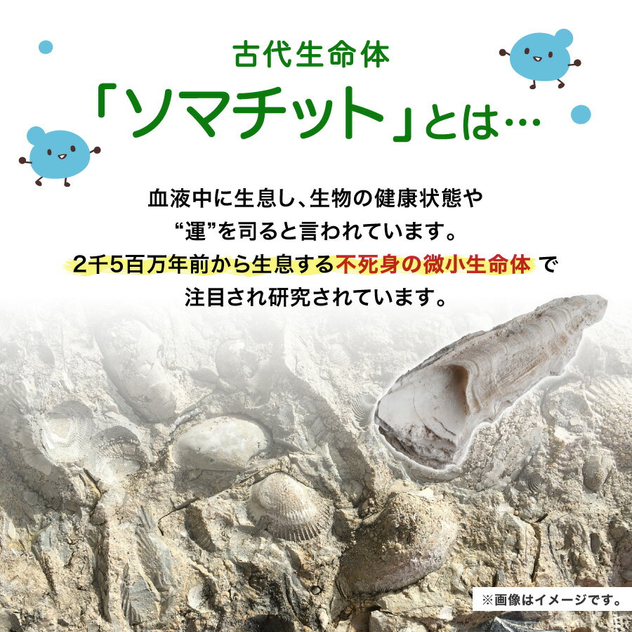 天然貝化石のカルシウム　2個セット【認定販売店・正規品】骨や歯の健康が気になる...