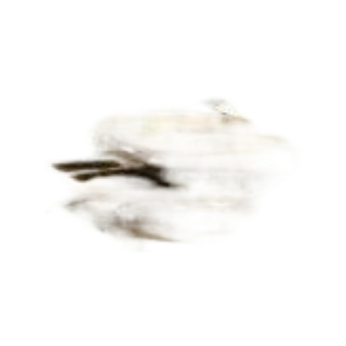 Premium Line DAF 1600 Torpedo トラック / WSI 1/50 建設機械模型 工事車両