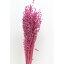 【全品5%OFFクーポン配布中】【ドライ】フロールエバー/ブリーザ/ライラック/20g