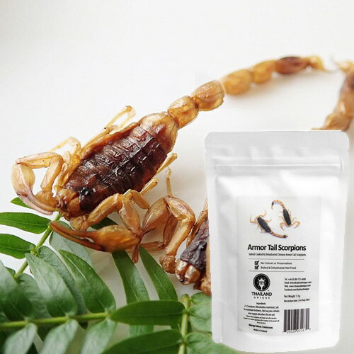 【アールオーエヌ】RON昆虫食 TIU0001 ArmorTail Scorpions (アーマーテイルスコーピオン1.5g) 今後の人類社会の食糧として環境負荷が少ない食べ物としても期待されている昆虫食です。Entomophagy, Insect eating！【RCP】[税8]