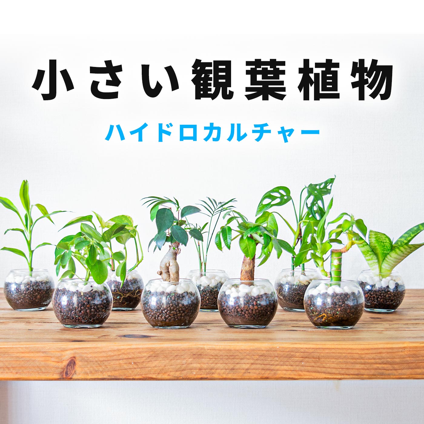 観葉植物18種ハイドロカルチャーガ...