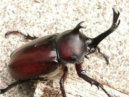 国産カブトムシ成虫オスメスペア