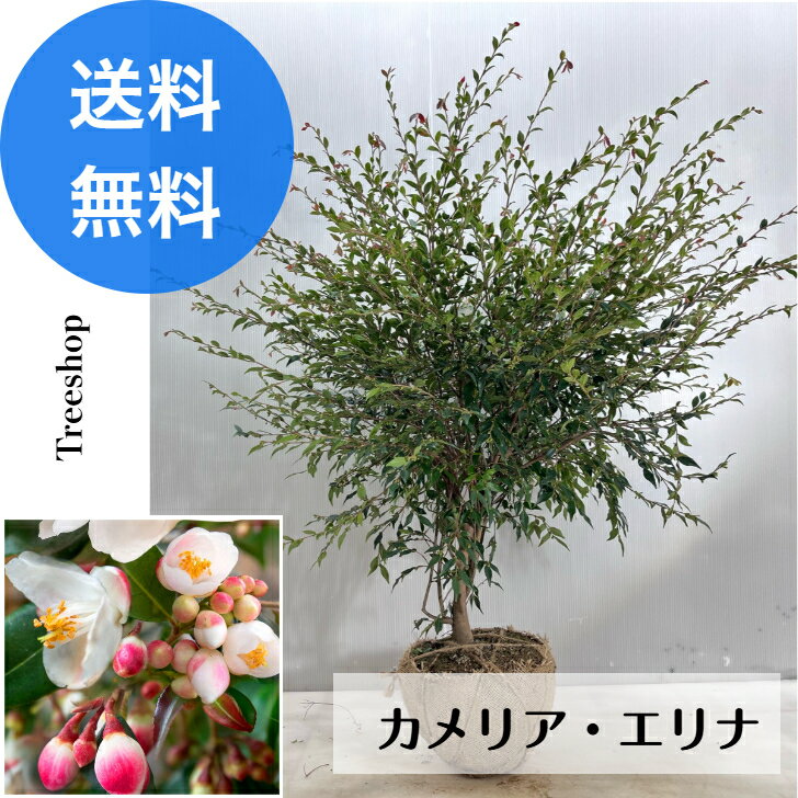 エリナ 【送料無料】椿 カメリア・エリナ ツバキ ヒメサザンカ 路地苗 高さ0.7m 幅0.6m 盆栽 生垣 常緑 低木 苗木 庭木