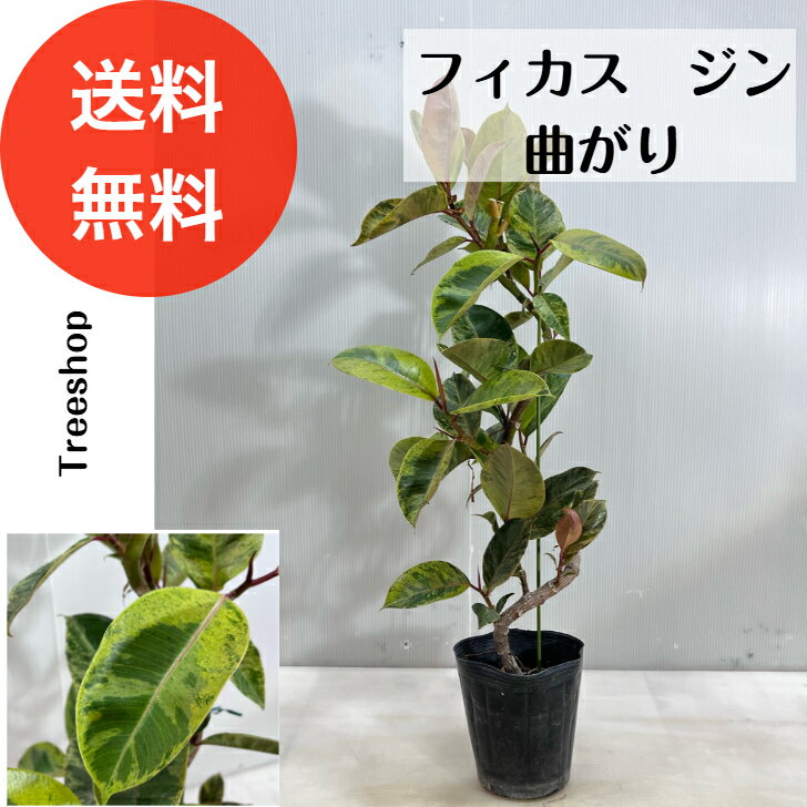 楽天市場】フィカス ジン(花・観葉植物|花・ガーデン・DIY)の通販 楽天市場】フィカス ジン(花・観葉植物|花・ガーデン・DIY)の通販