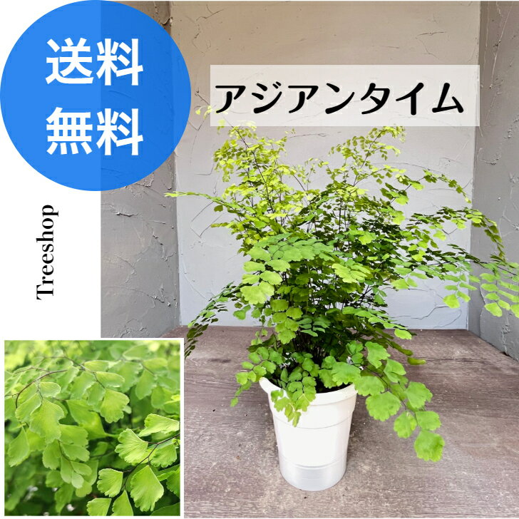 アジアンタイム 【送料無料】 15cmプラ鉢 高さ0.4m 観葉植物 おしゃれ 人気 フラワーアレンジメント 1