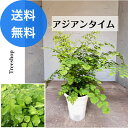 アジアンタイム 【送料無料】 15cmプラ鉢 高さ0.4m 観葉植物 おしゃれ 人気 フラワーアレンジメント