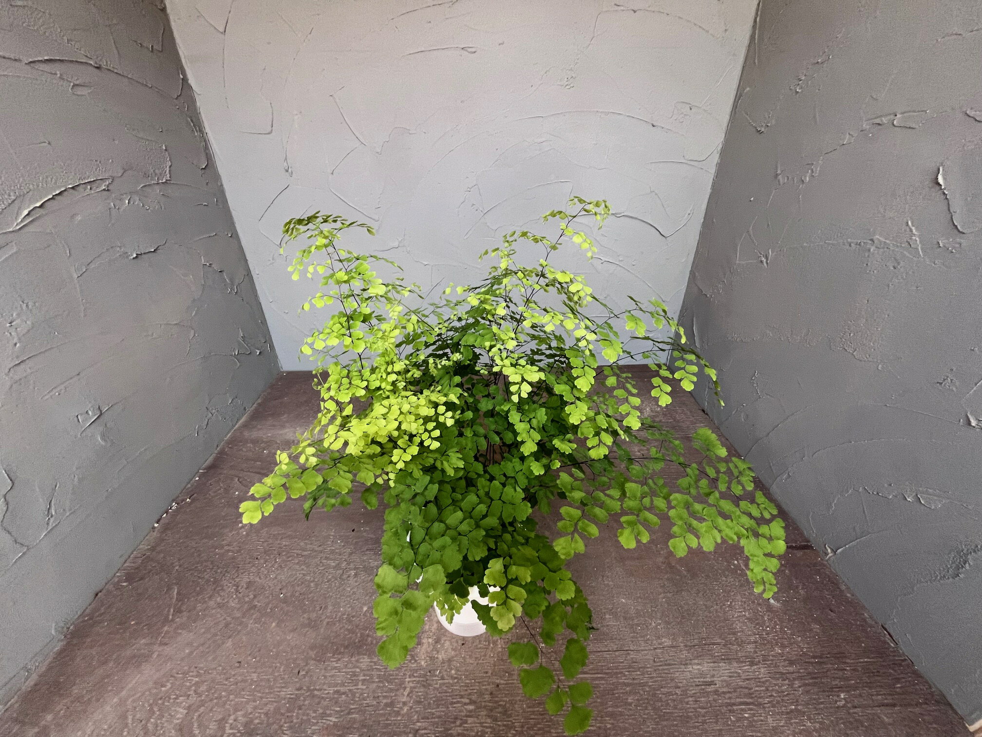 アジアンタイム 【送料無料】 15cmプラ鉢 高さ0.4m 観葉植物 おしゃれ 人気 フラワーアレンジメント 2