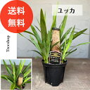ユッカ 【送料無料】 18プラ鉢 高さ0.3m 幅0.5m リゾート植物 ドライガーデン 常緑性 インテリア