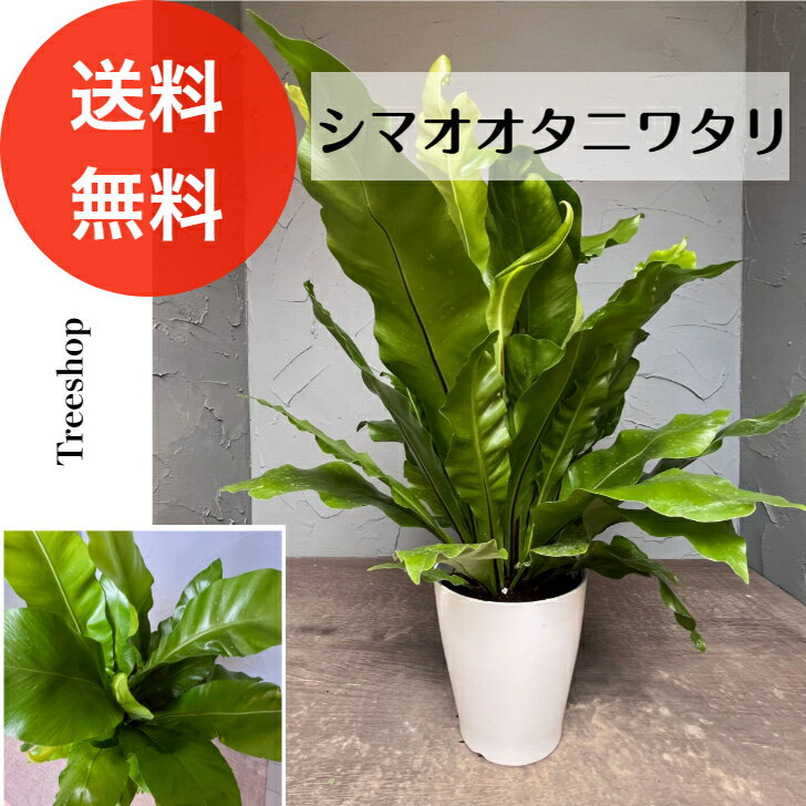 シマオオタニワタリ アビス アスプレニウム 高さ0.4m 幅0.6m 15cmプラ鉢 観葉植物 シダ植物 寄せ植え 庭 苗 フラワーアレンジメント