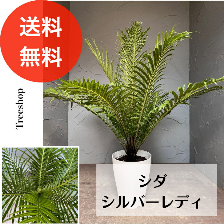 シダ シルバーレディ 【送料無料】 21cmプラ鉢 高さ 0.6m 幅0.8m 山野草 観葉植物 多年草 グランドカバー 寄せ植え 庭 苗