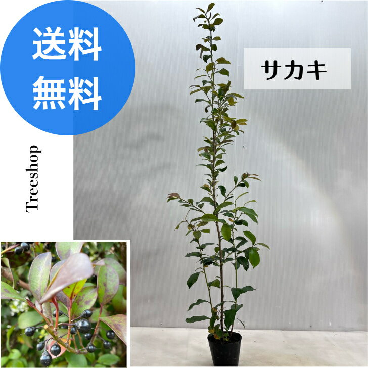 サカキ 【送料無料】 樹高1.0m前後 13cmポット さかき 榊 販売 苗 植木 苗木 庭木 垣根 生垣 生け垣 生垣用 目隠し 木