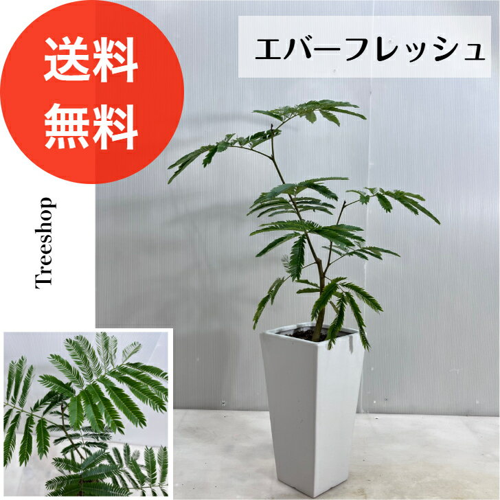 エバーフレッシュ 【観葉植物】エバーフレッシュ【送料無料】18cm陶器鉢 高さ0.8m（鉢込）幅0.4m 常緑高木 観葉植物 インテリア おしゃれ