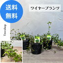 ワイヤープランツ 3本セット  9cmポット 常緑樹 下草 寄せ植え グランドカバー 花壇 匍匐性常緑小低木