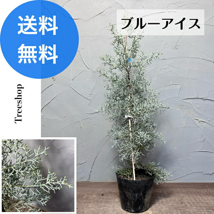 コニファー コニファー ブルーアイス 【送料無料】クリスマスツリー 生垣 目隠し 庭木 植木 おしゃれ 洋風 15cmポット 高さ0.6m 幅0.2m 常緑