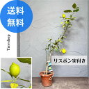 レモン リスボン 【送料無料】レモンの木 植木 苗 庭木 高さ0.7m 幅0.2m 15cmプラ鉢  ...