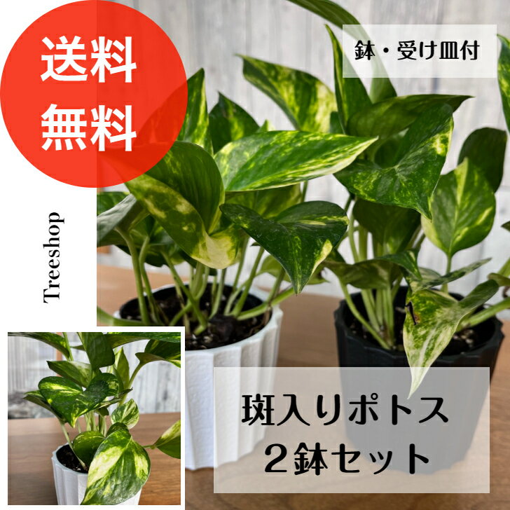 ポトス 【観葉植物】斑入り ポトス 2点セット 【送料無料】 高さ≪0.2m鉢込≫ 鉢・受け皿付 人気 おしゃれ インテリア 空気清浄