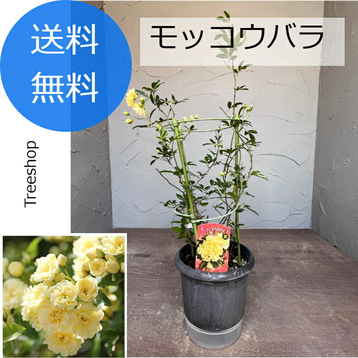 モッコウバラ 【送料無料】 バラ 八重咲き 黄花 18cmプラ鉢 薔薇 花 苗 ツルバラ 黄色　2024.04.23.現在、お花は終わってます。