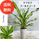 ドラセナ ゴールドコート 【送料無料】6寸プラ鉢 高さ0.8m(鉢込み)幅0.7m 観葉植物 斑入り リゾート植物 ドライガーデン 常緑性 インテリア