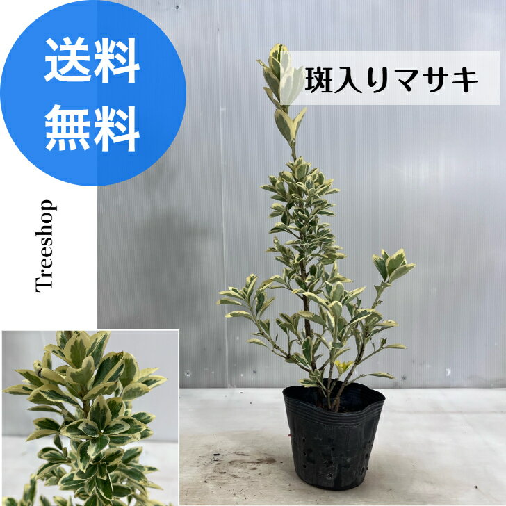 楽天市場】マサキ(花・観葉植物|花・ガーデン・DIY)の通販 楽天市場】マサキ(花・観葉植物|花・ガーデン・DIY)の通販
