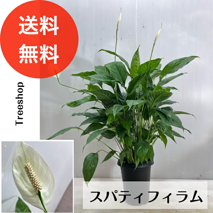 楽天市場】スパティフィラム 花 緑の通販 楽天市場】スパティフィラム 花 緑の通販