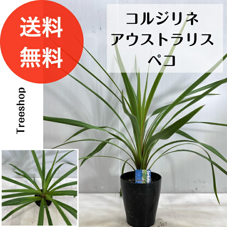 コルジリネ オーストラリス ペコ 【送料無料】18cmプラ鉢 高さ0.5m 幅0.6m 南国植物 観葉植物 インテリアガーデン 鉢植え